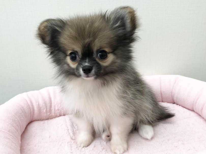 ロングコートチワワ 】超モコモコのドワーフ体型！チワワちゃんの成長