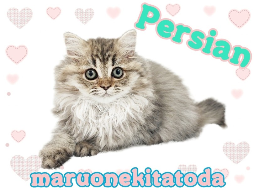 ペルシャ 】究極の癒し系！ドールフェイスのお膝猫ちゃんがやってきた