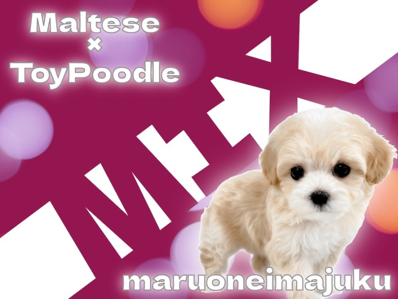MIX マルプー 】マルチーズとトイプードルから生まれた目ヂカラ最強の