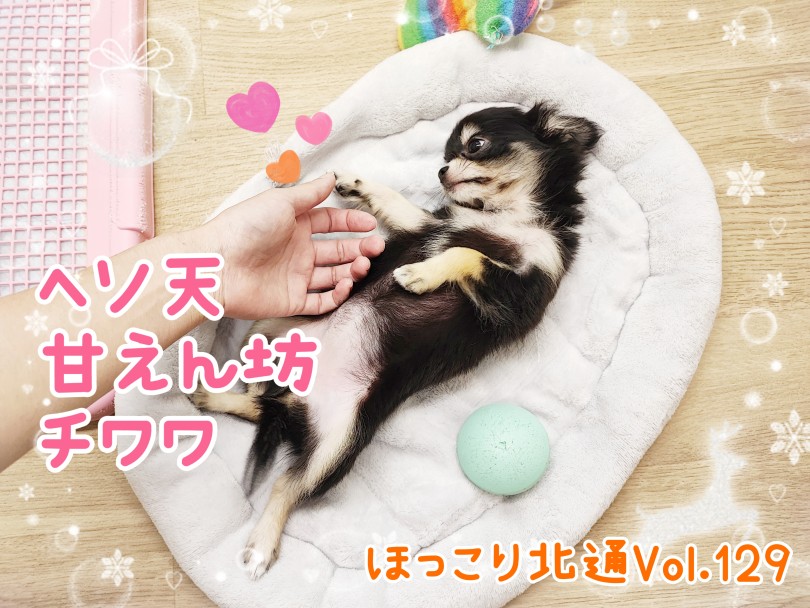 ほっこり北通Vol.129 】へそ天で甘える激かわチワワちゃん