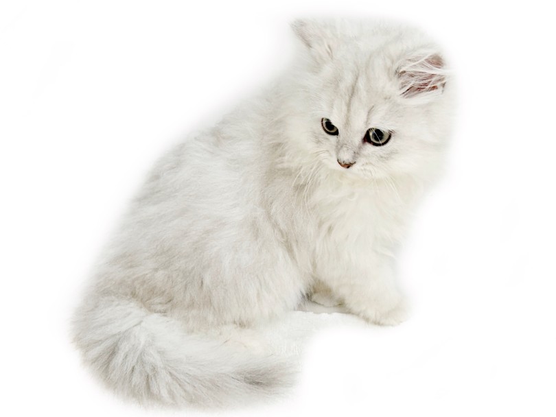 ペルシャ 】チンチラシルバーカラーの美しき猫！その魅力を徹底解説