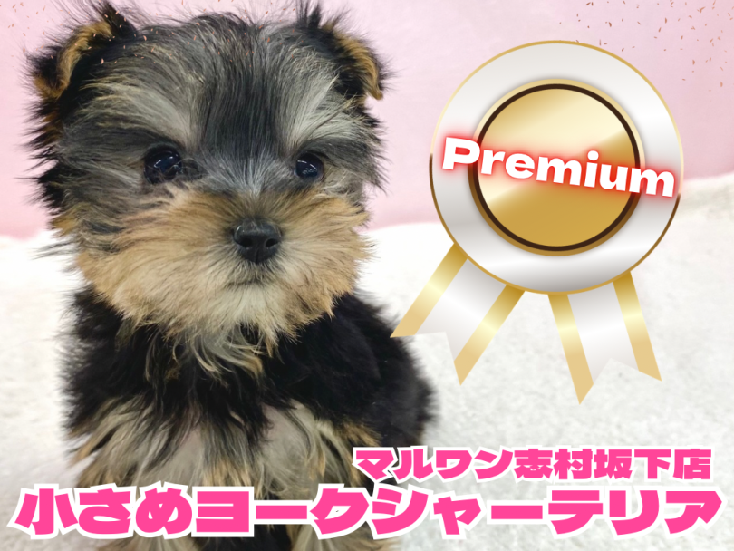 ヨークシャーテリア 】両親体重は2kg台！小さめヨーキーちゃんのご紹介