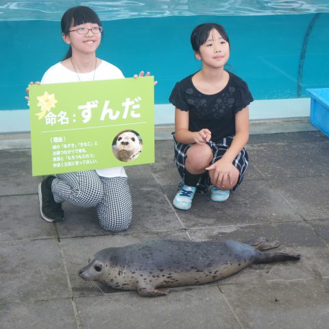 アザラシの赤ちゃんの名前決定！｜城崎マリンワールド 水族館以上、で
