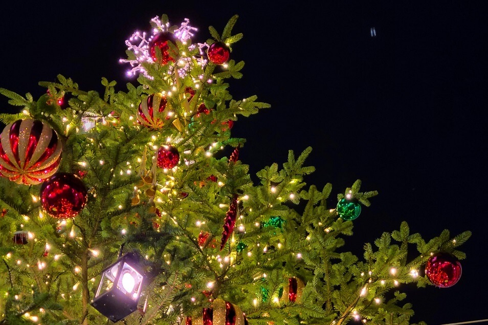 エコなクリスマス｜本物のモミの木が環境に優しい理由とは | ブランド