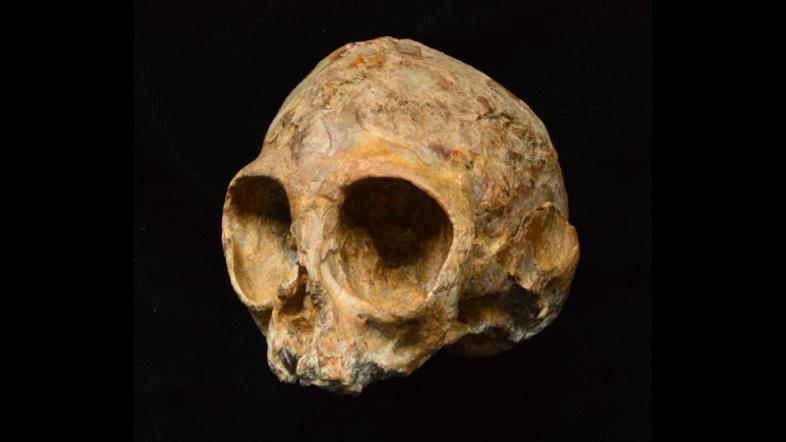 古代類人猿の頭蓋骨の化石が見つかったけれど | ギズモード・ジャパン