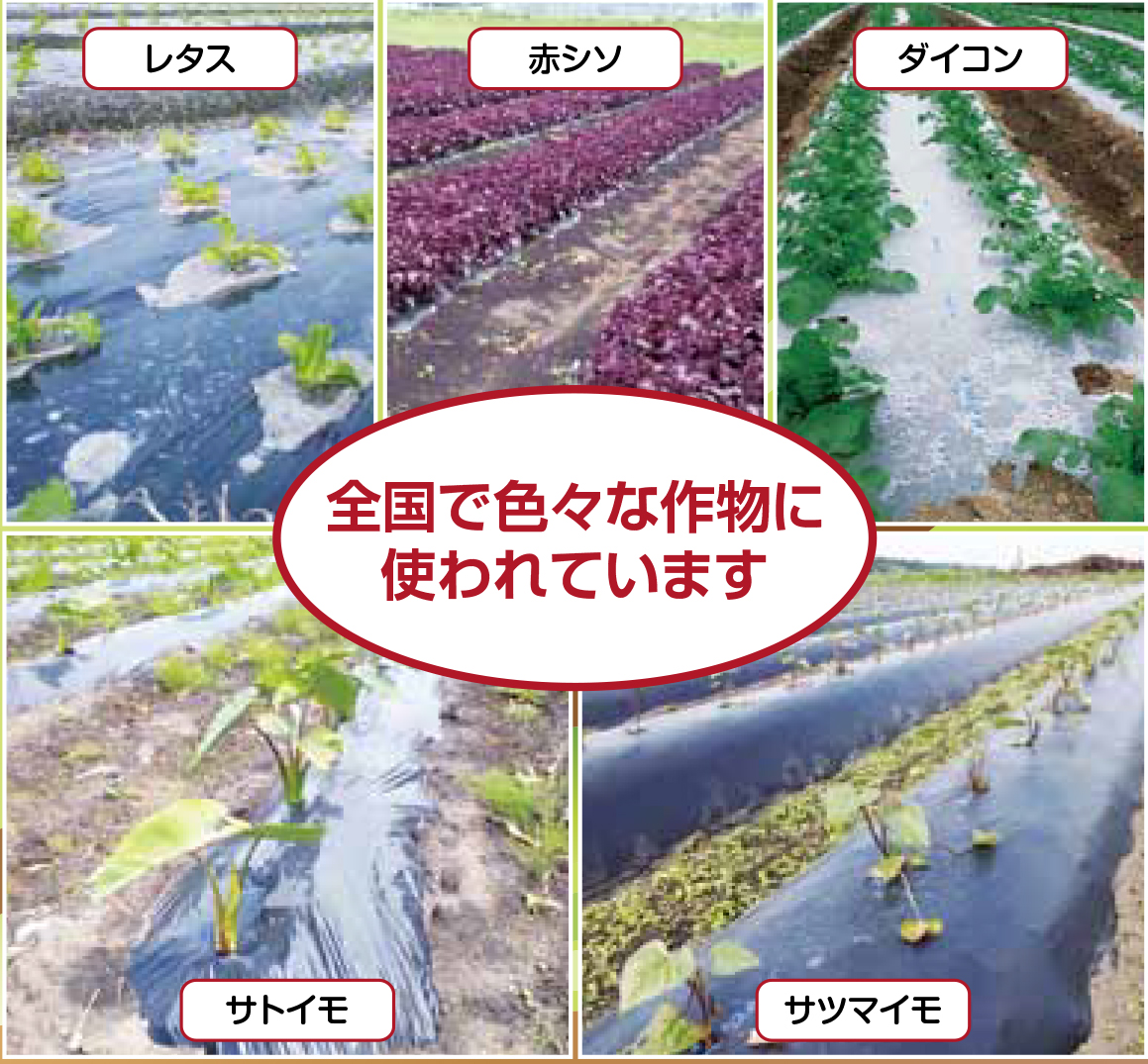 生分解性マルチ 長期保管 2本 カエルーチ | 農業用資材 | MKVアドバンス(