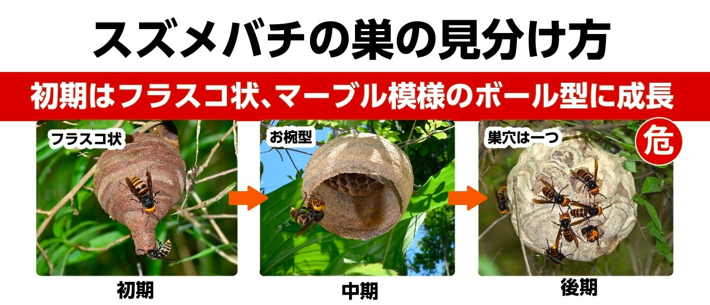 スズメバチの巣【種類別の写真一覧】自宅にできた巣の見分け方と危険性