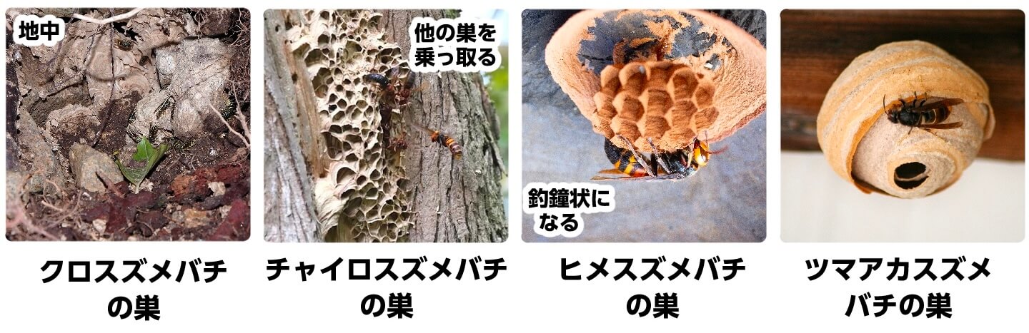 スズメバチの巣【種類別の写真一覧】自宅にできた巣の見分け方と危険性