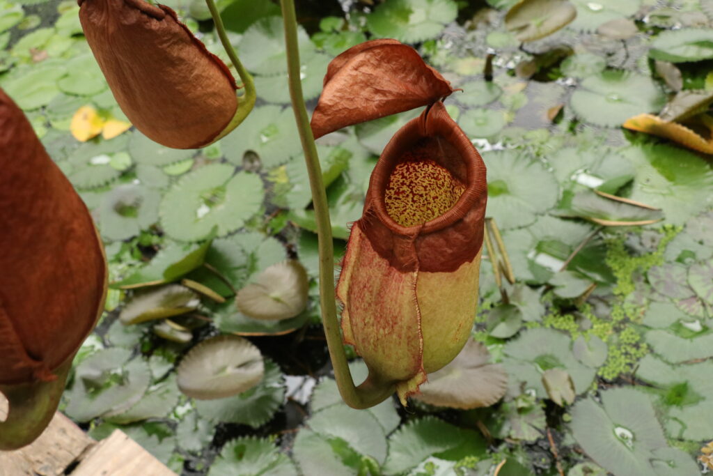 変で楽しい」食虫植物の世界 2024（神戸どうぶつ王国） - いきもののわ