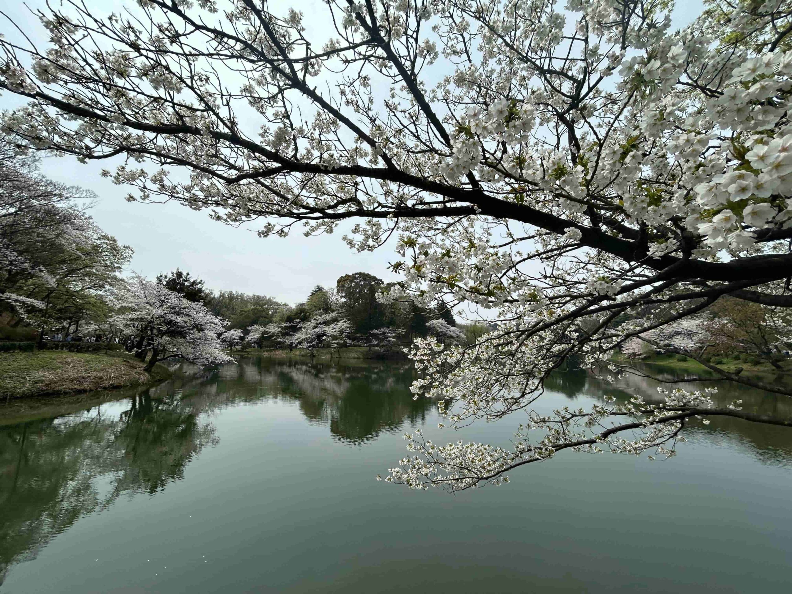 横浜でゆったり花見「三ツ池公園」の桜と散策コースをご紹介！ | 緑の日記