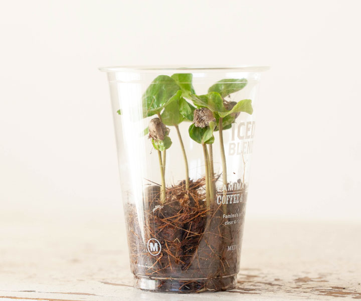 コーヒーノキ（コーヒーの木）の育て方。水やり、冬越しのコツ