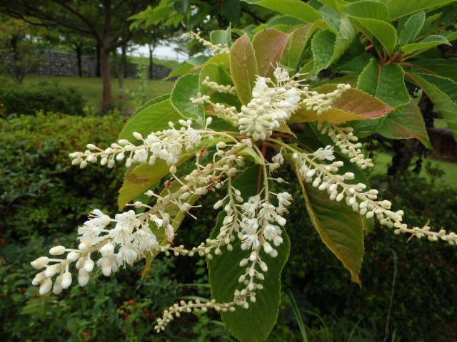 リョウブ（Clethra barbinervis） | 植物図鑑 | 御勅使南公園