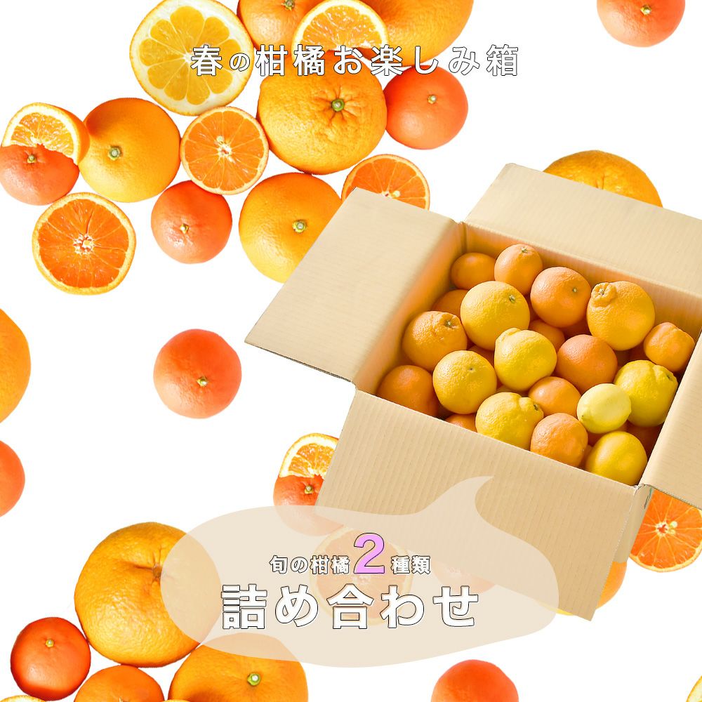 朝日新聞・夕刊】春柑橘お楽しみ箱(八朔・不知火)【家庭用(訳あり品