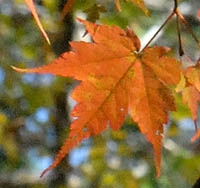 コミネカエデ Acer micranthum ムクロジ科 Sapindaceae カエデ属 三河