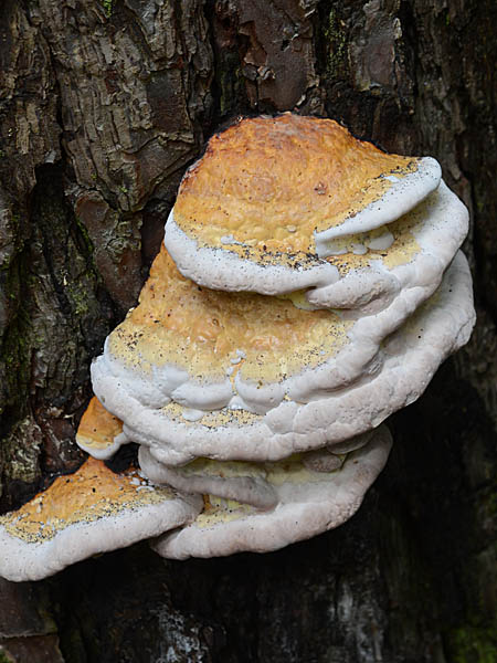 ツガサルノコシカケ Fomitopsis pinicola ツガサルノコシカケ科
