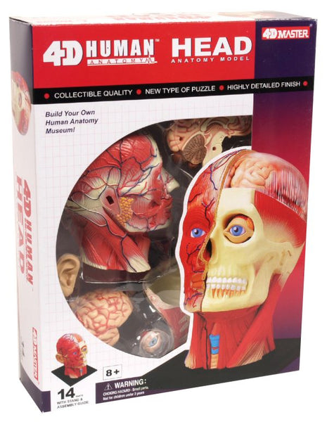 4D Human Head Anatomy Model – Miller Pads & Paper