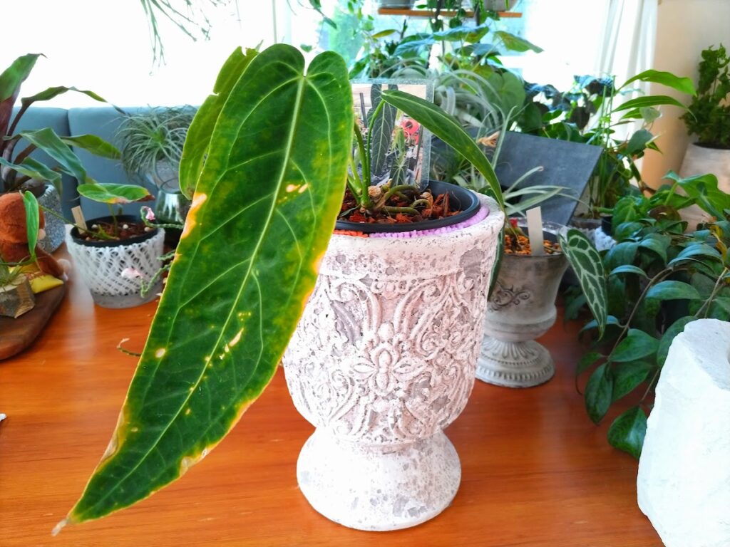 アンスリウム ワロクアナム Anthurium warocqueanum | miicaのゆびいろ