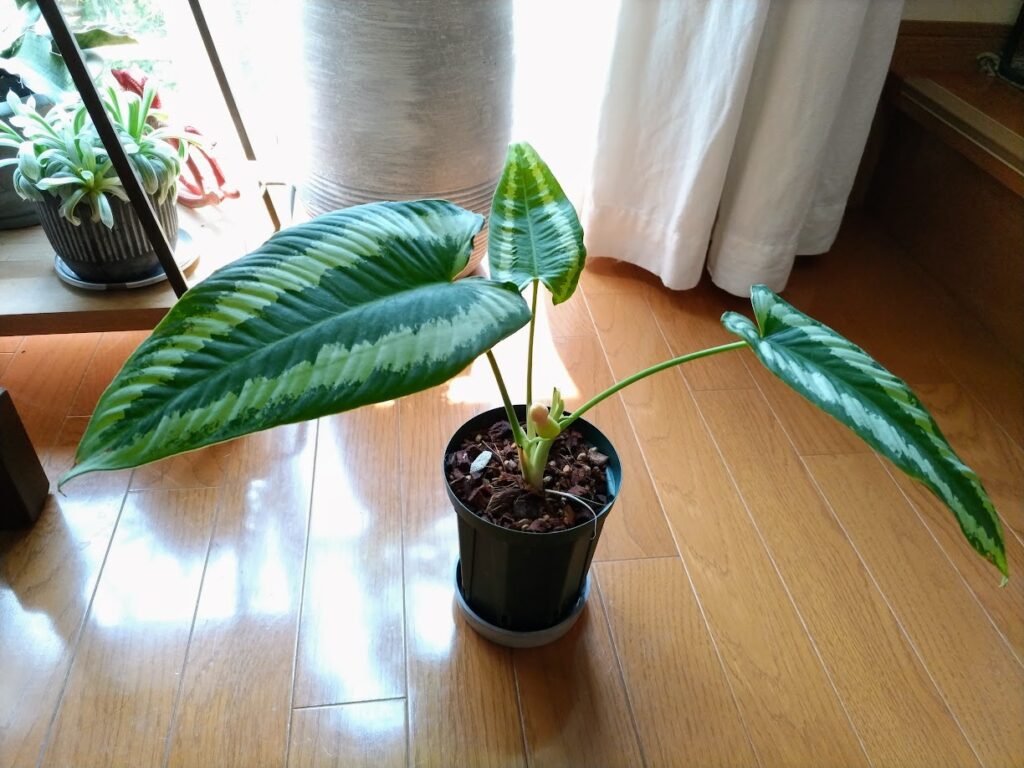 スキスマトグロッティス ワリシー Schismato glottis | miicaのゆびいろ