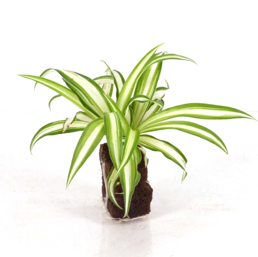 ナカフヒロハオリヅルラン | 植物辞典 | 三浦園芸