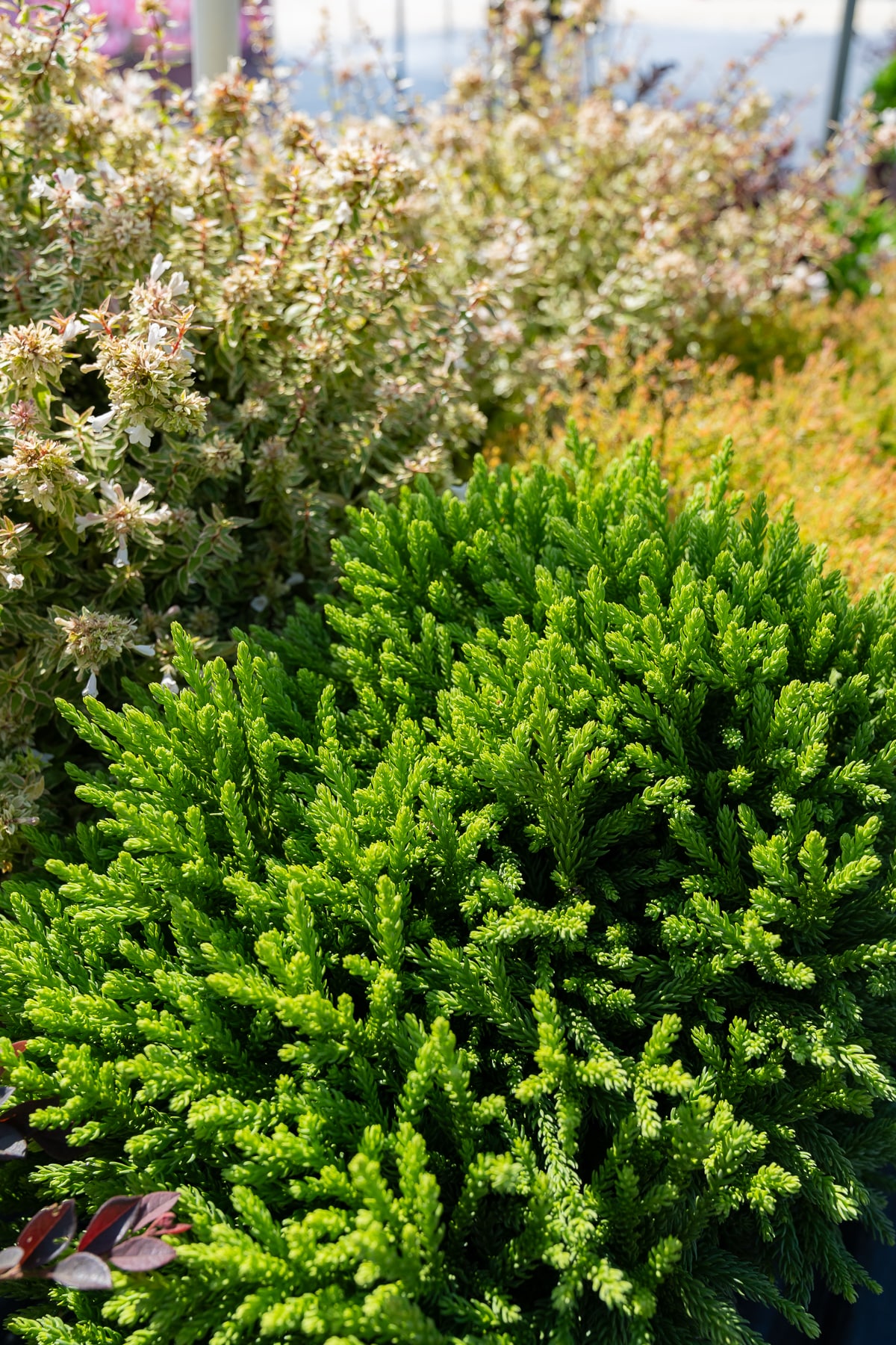 Southern Living Plant Collection Dragon Prince Cryptomeria