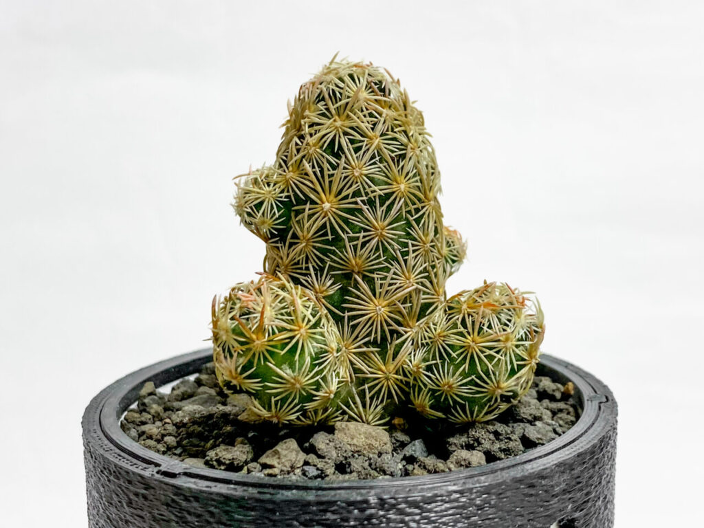 希少種エスコバリア・ミニマを植え替えた！ | もすレコ。