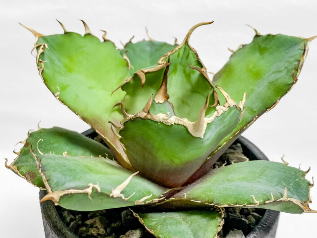 アガベ・チタノタ”白鯨”を植え替えたッ！！ | もすレコ。