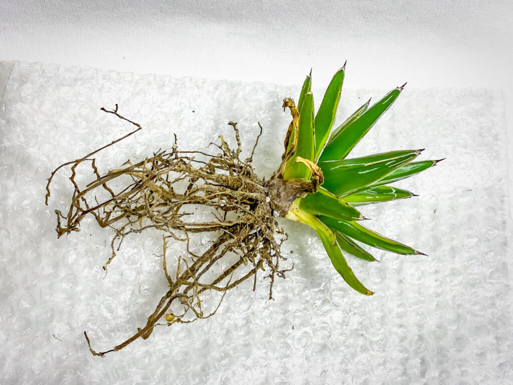 アガベ・笹の雪錦（黄覆輪斑）を1年8ヶ月ぶりに植え替えたッ！！ | も