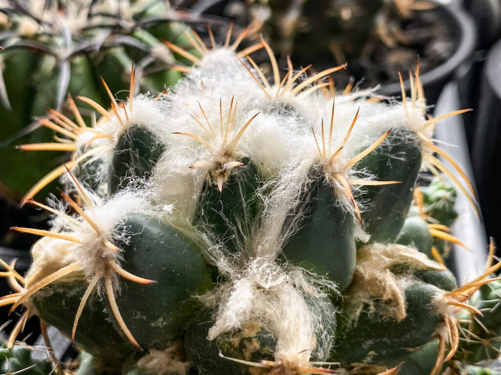 コリファンタ・仔吹き象牙丸を植え替えたッ！！ | もすレコ。