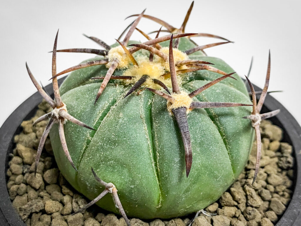 エキノカクタス・'雷帝'を植え替えたッ！！ | もすレコ。