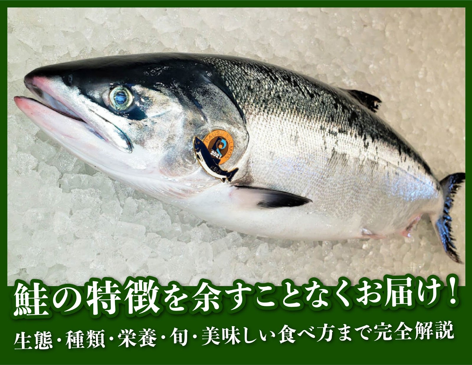 鮭の特徴を余すことなくお届け！生態・種類・栄養・旬・美味しい食べ方