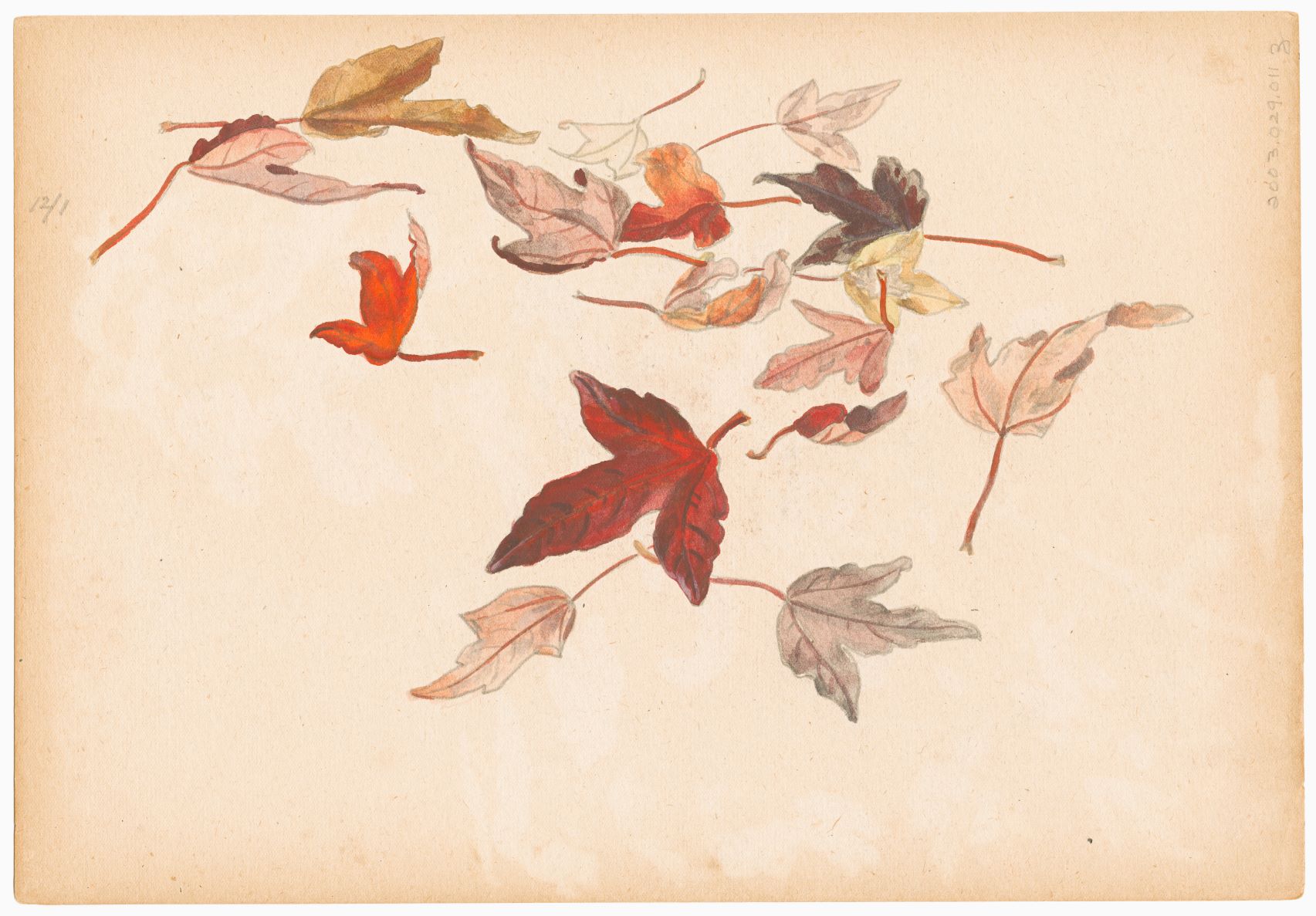 Autumn Leaves 紅葉 – Morikami Museum and Japanese Gardens