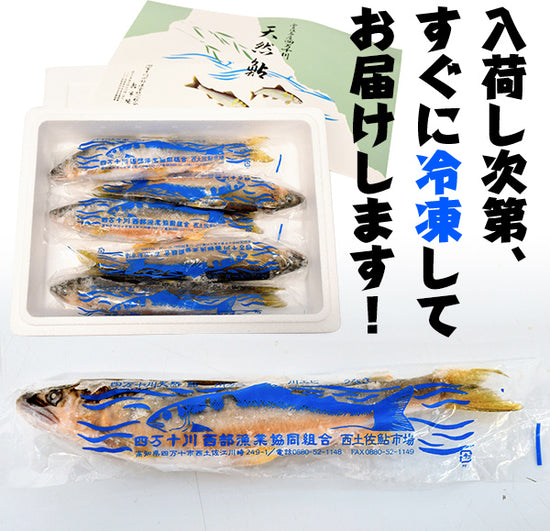 四万十川天然 鮎（冷凍）Sサイズ ／1匹約70g～90g 個包装 – 森徳蔵.com