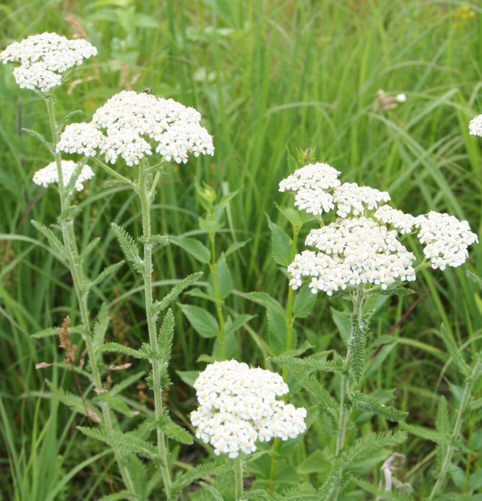 Yarrow (Achillea millefolium) Six-Pack Plugs – Native Perennial