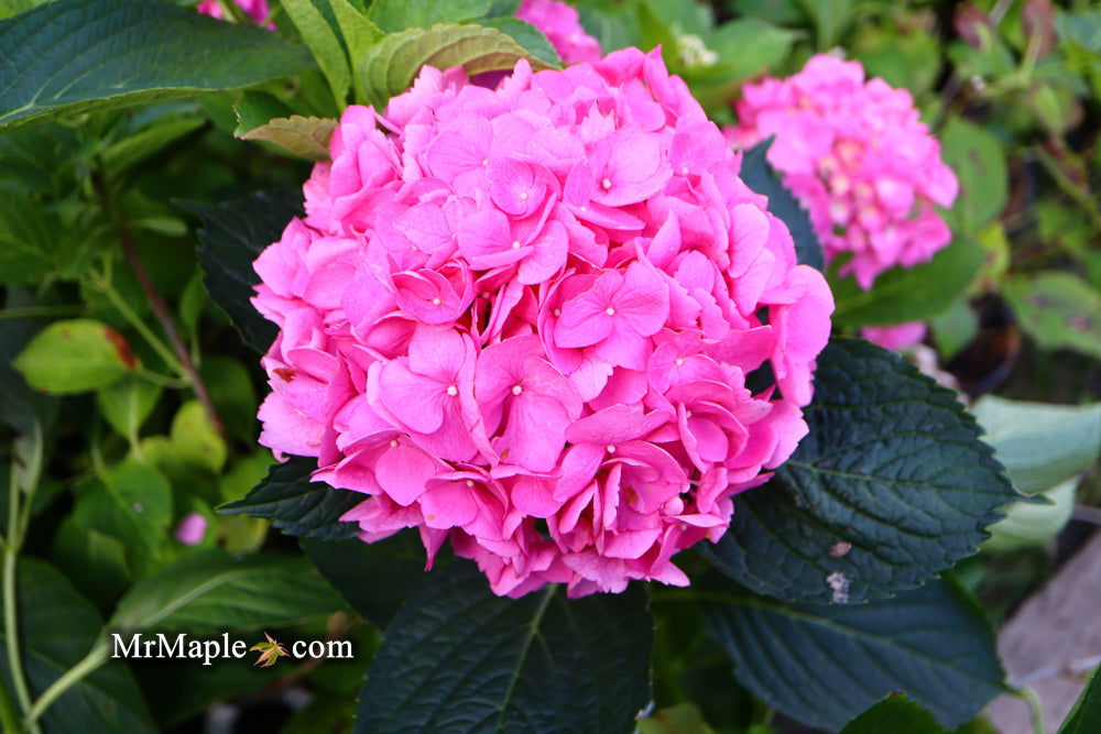 Buy Hydrangea macrophylla 'Lindsey Ann' L.A. Dreamin® Hydrangea