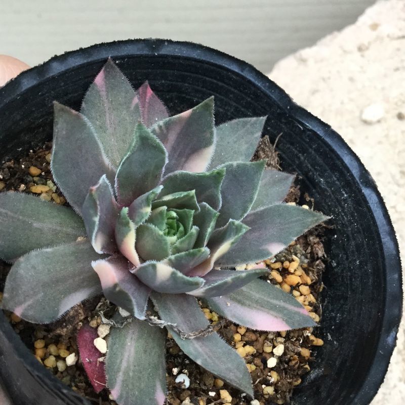 センペルビウム Sempervivum Streaker 'ストリーカー' (ストライカー錦