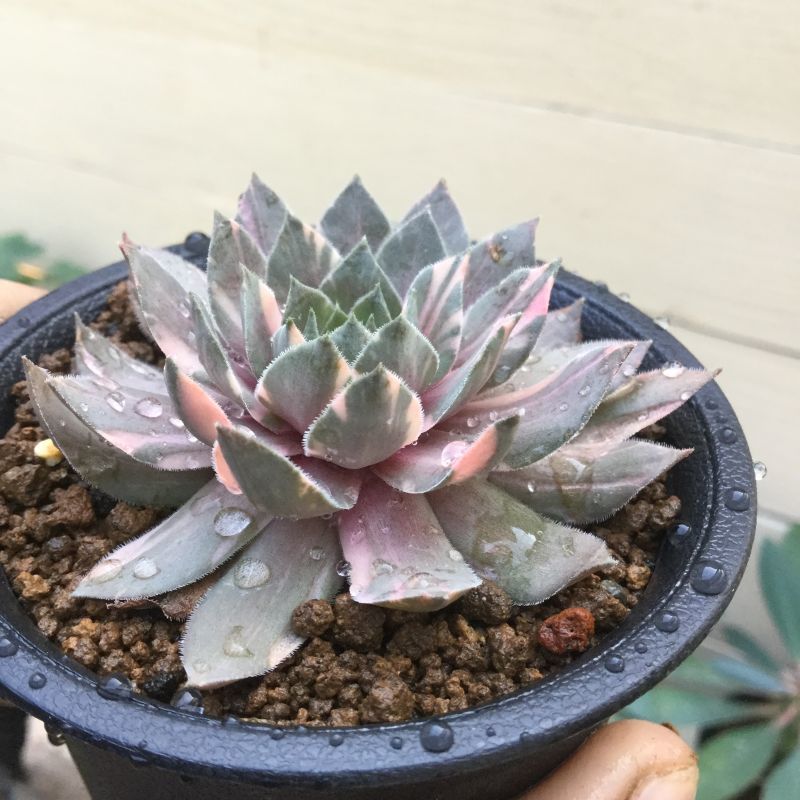 センペルビウム Sempervivum Streaker 'ストリーカー' (ストライカー錦
