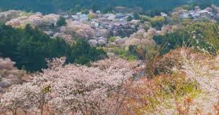 山花開似錦 四月の掛物 | 無想庵