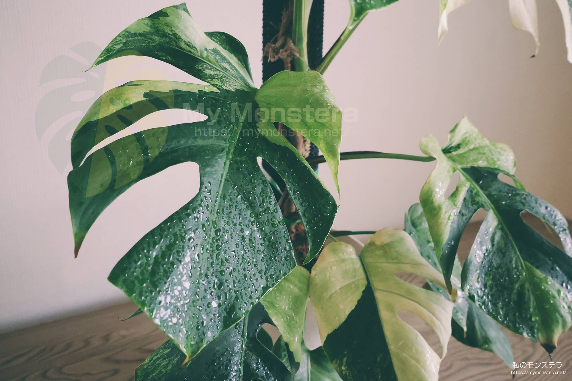 モンステラボルシギアナセブブルーミント( Monstera Borsigiana