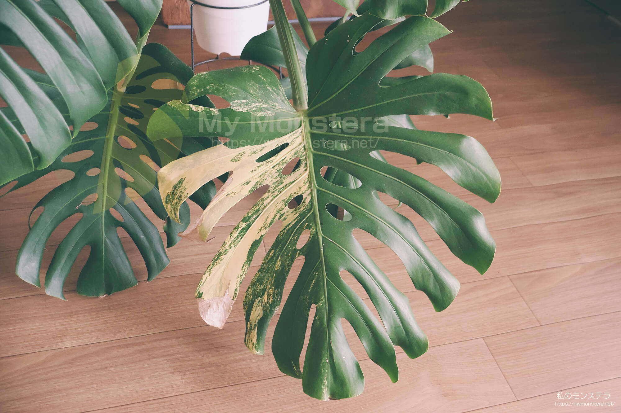 モンステラデリシオーサイエローマリリン( Monstera Deliciosa Yellow