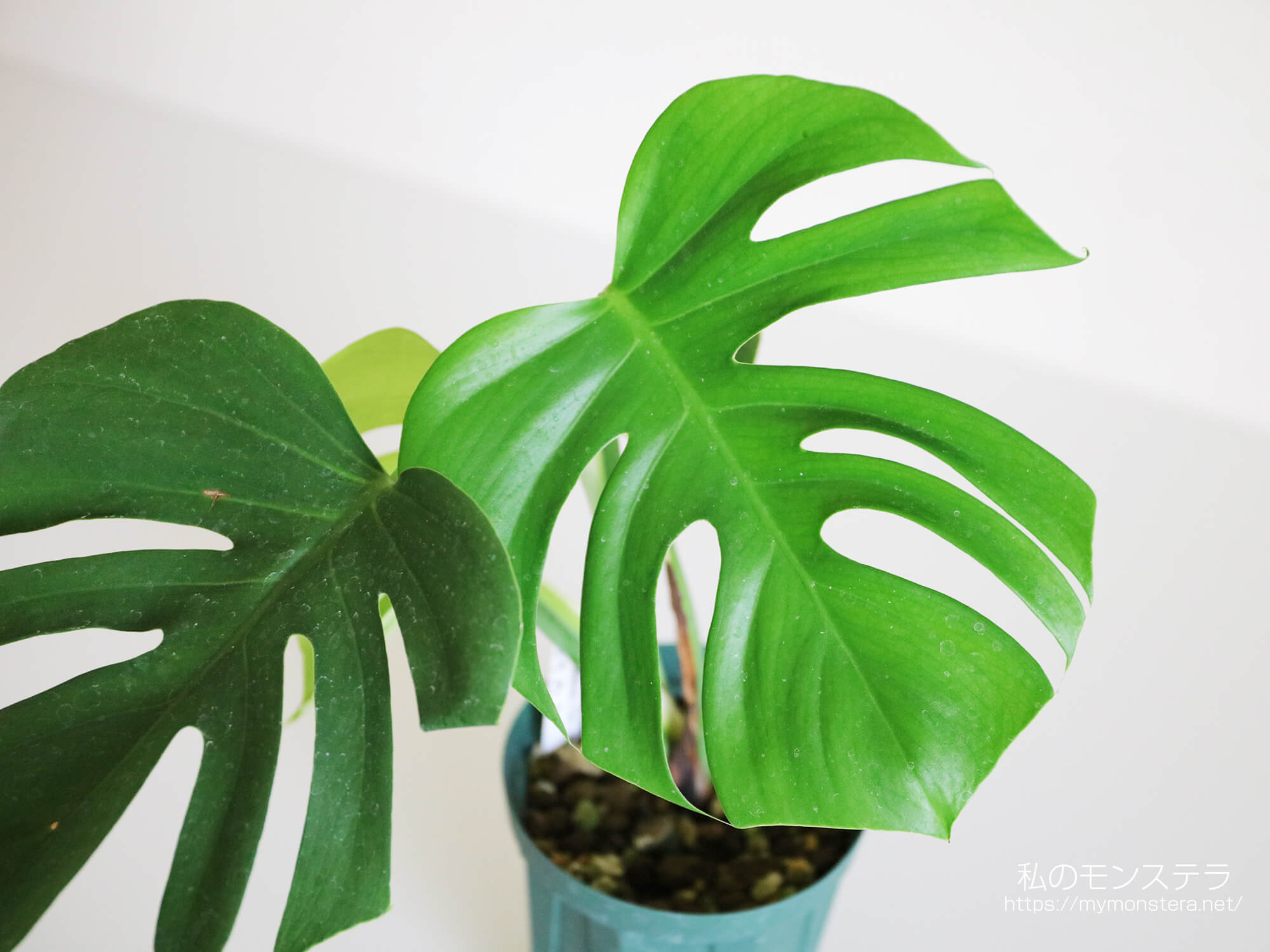 モンステラデリシオーサシエラナハワイ( Monstera Deliciosa Sierrana