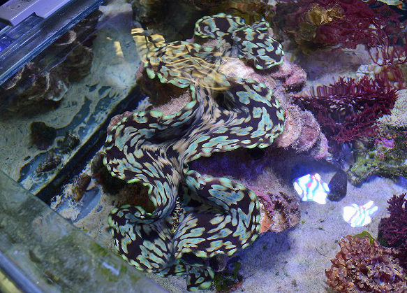 特大ヒレシャコガイ入荷！！ | 生麦海水魚センター