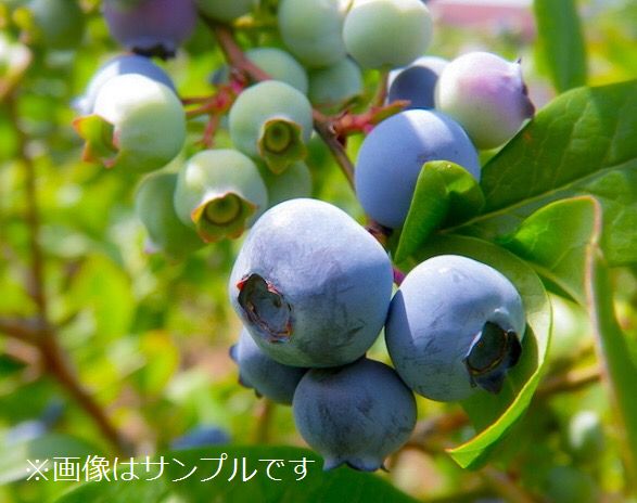 ブルーベリー：ホームベル（ラビットアイ系） | nae-ya｜herbal tree
