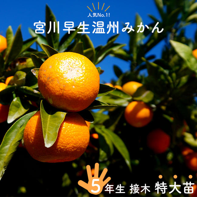 宮川早生 柑橘 温州みかんの特徴と育て方 kaju_kankitsu-mikan005