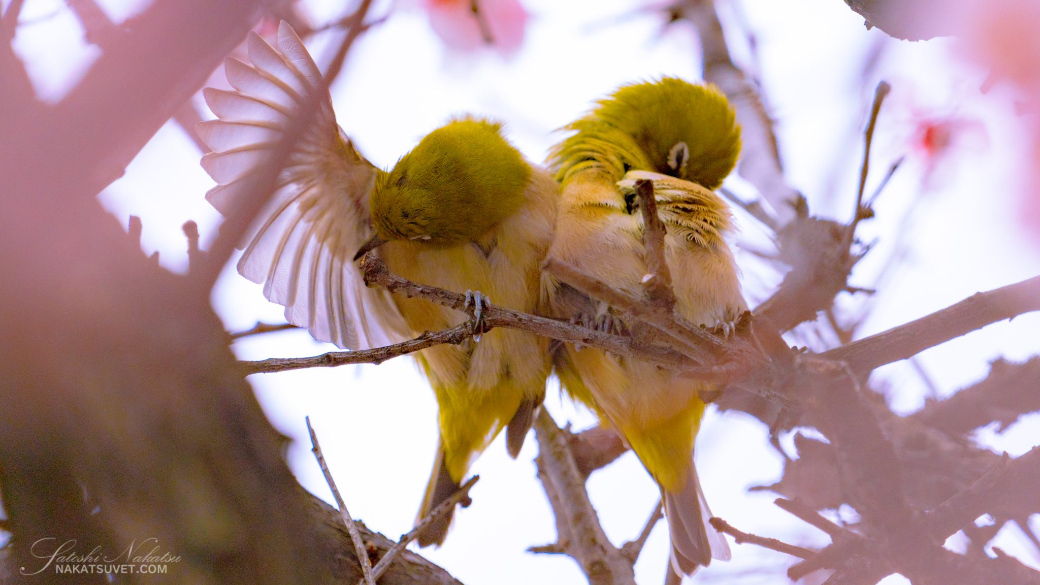 飼い鳥の健康チェック | 中津動物病院グループ