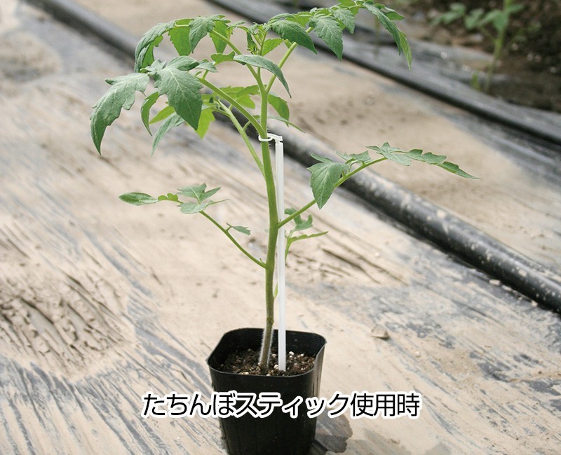 育苗に最適！安心して灌水・運搬できる！簡単装着で万能支柱たちんぼ