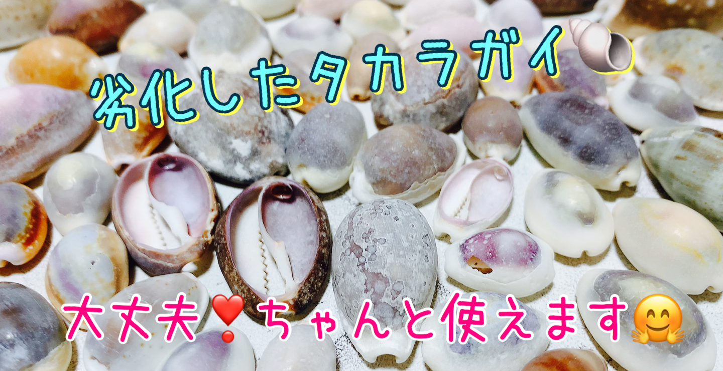 タカラガイの光沢の秘密』劣化したタカラガイでも可愛いアクセサリーは