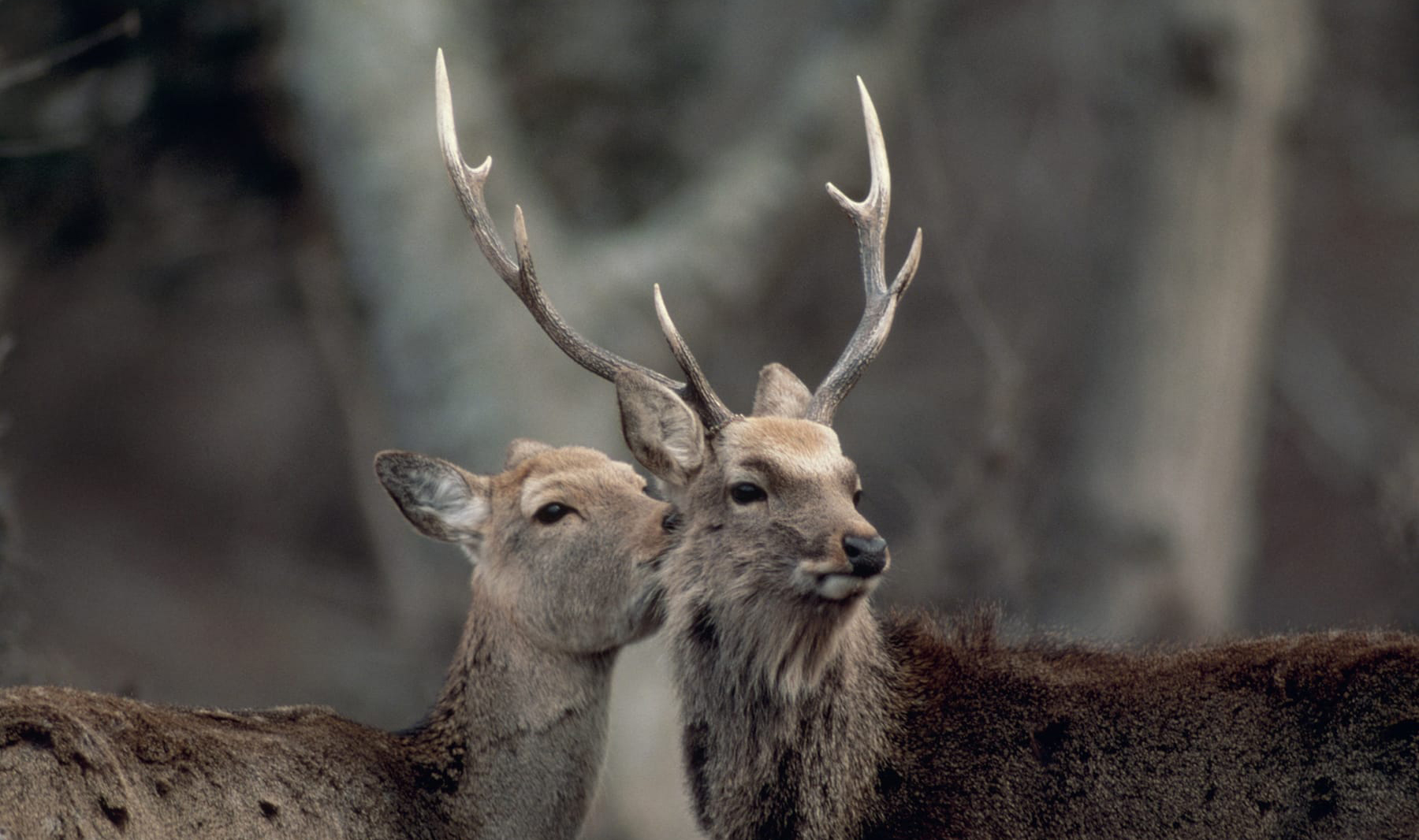 五葉山 ニホンジカの角 Hokkaido Sika Deer with dead deer head