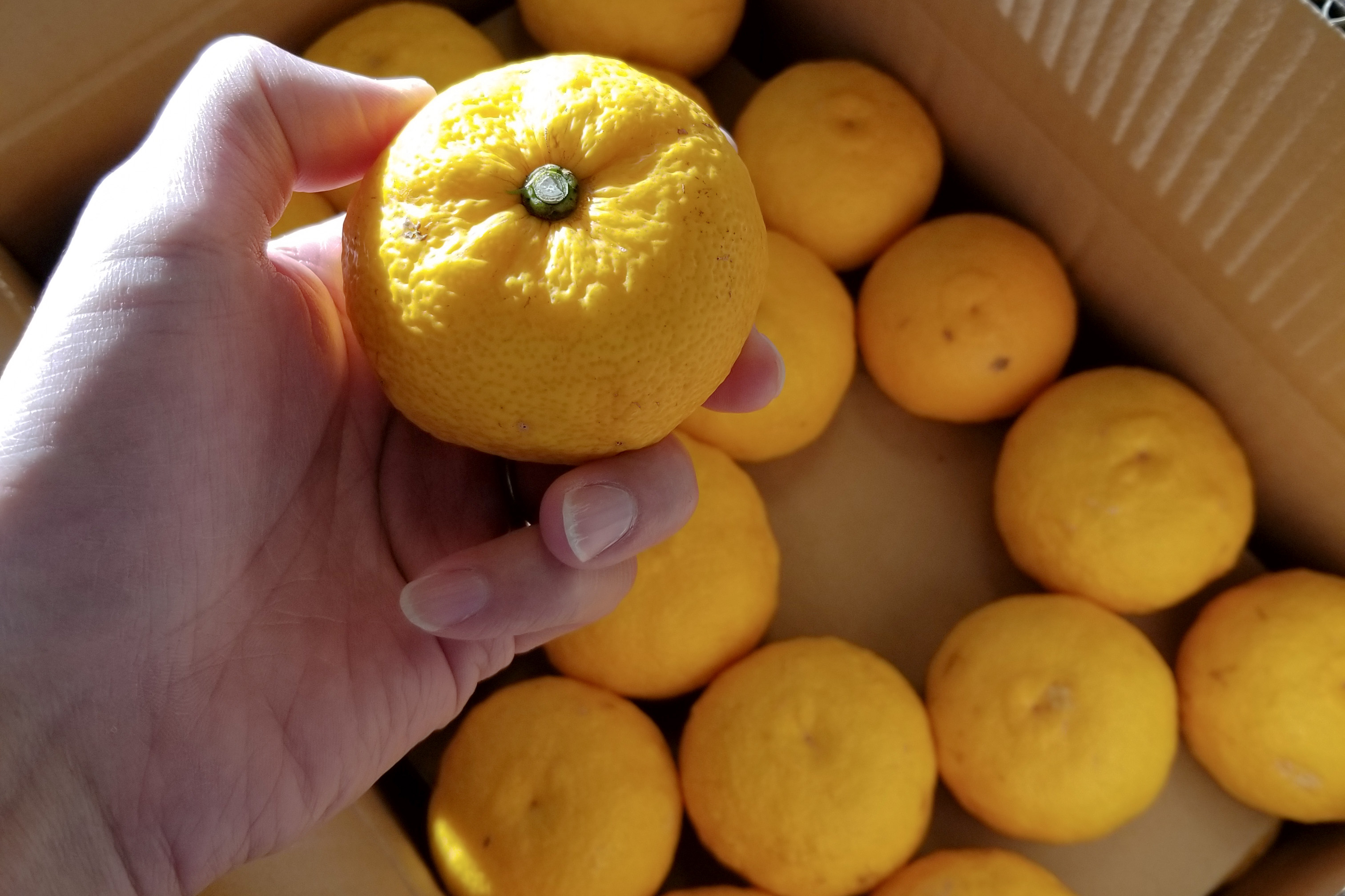 はちみつのナルセ養蜂場