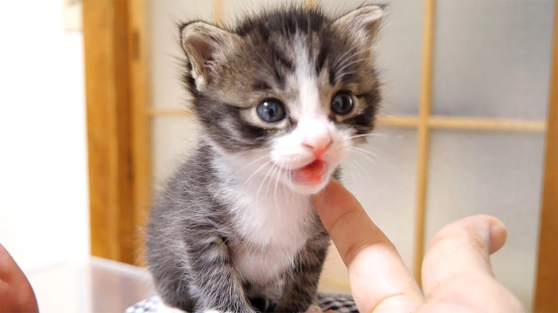 ミルク、ミルク！」と可愛い声で鳴く子猫達が全力でミルクをおねだり