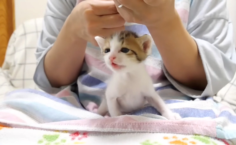 ぼくのミルクどこ？」と超音波みたいな声で鳴く子猫が可愛い